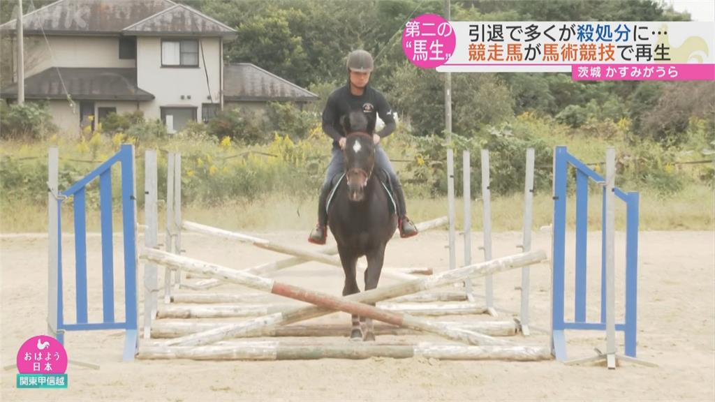 開創第二「馬」生!退休賽馬培訓變競技馬