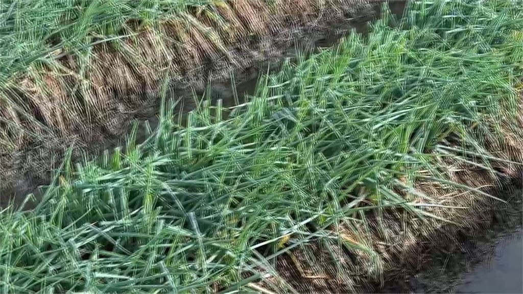 颱風薔琵掃過！中南部葉菜小漲1成　　三星蔥恐迎短暫缺貨潮