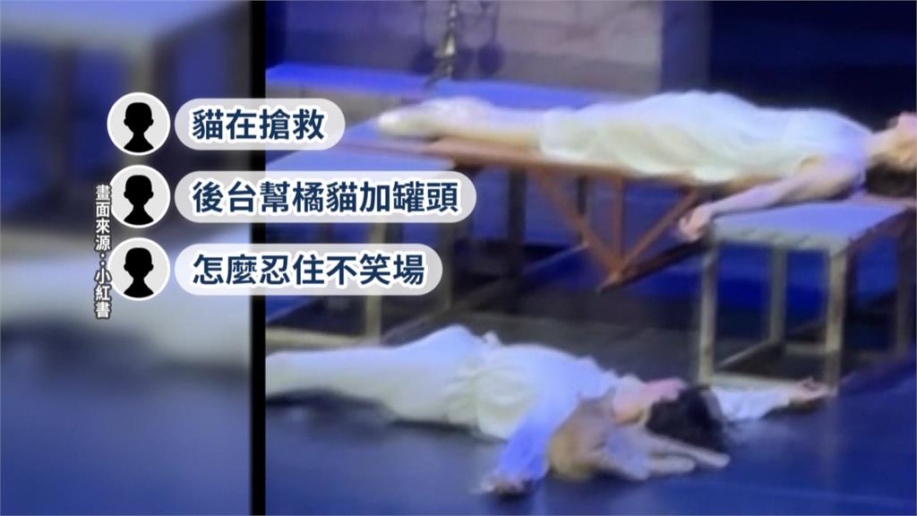 「羅密歐與茱麗葉」哭笑不得！　橘貓亂入　狂玩"　死羅密歐"