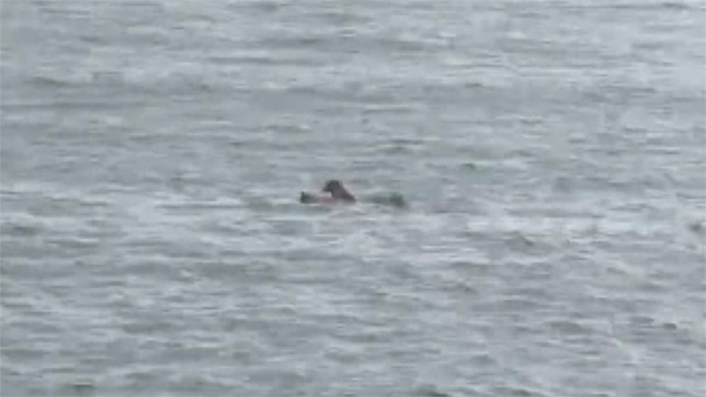離奇! 76歲男海泳遭3犬攻擊狂咬身體溺斃