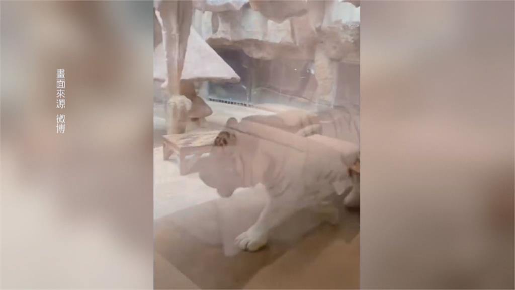 您敢與虎共眠嗎？　中國河南動物園推「虎景房」一晚不到800台幣