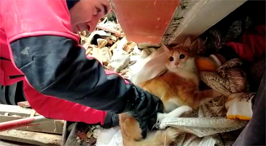 不放棄每條生命！土耳其人愛貓「強震營救喵夥伴」畫面暴紅引熱淚