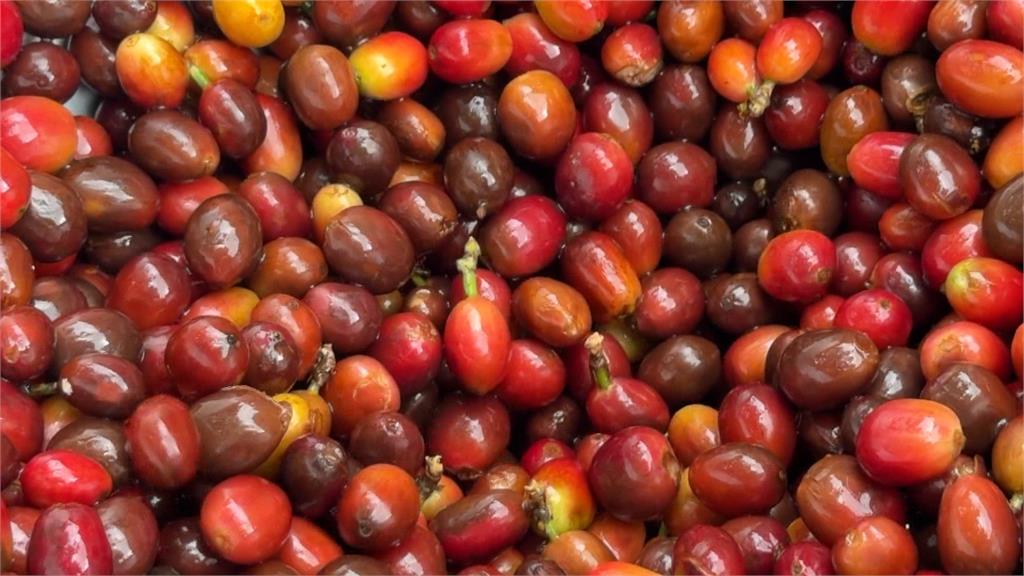 千坪咖啡園！暨南種1000棵咖啡樹　開設一條龍手沖咖啡課程