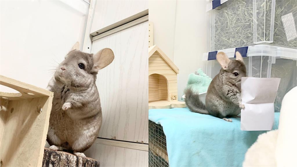 阿嬤養的寶可夢4ni?超萌龍貓2個月→3歲「進化後」超驚人 9萬網看傻眼