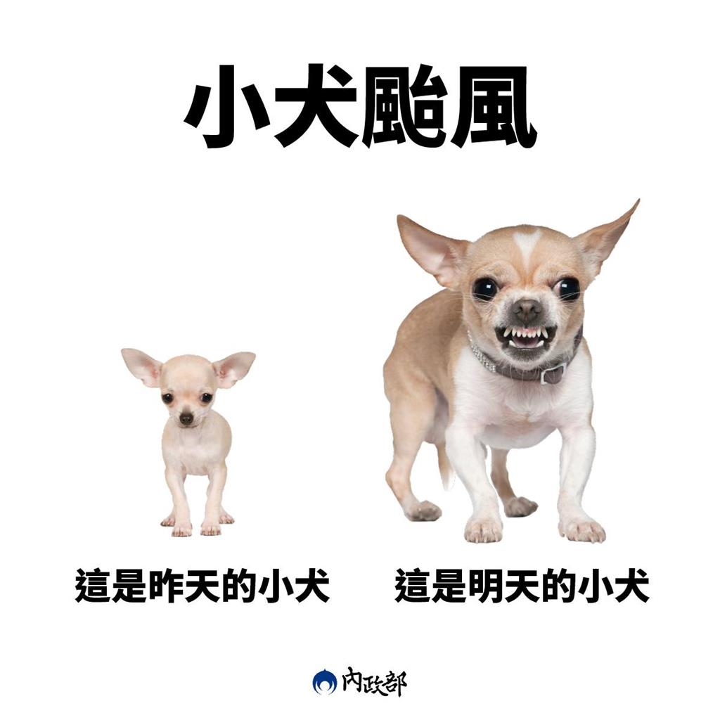 金派喔!內政部拿「吉娃娃對比圖」喻小犬颱風 網一看笑歪:吉度恐怖
