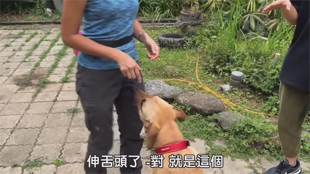 玩嗨了？愛犬見訪客興奮狂咬　行為專家「揭1關鍵」主人驚：誤會牠了