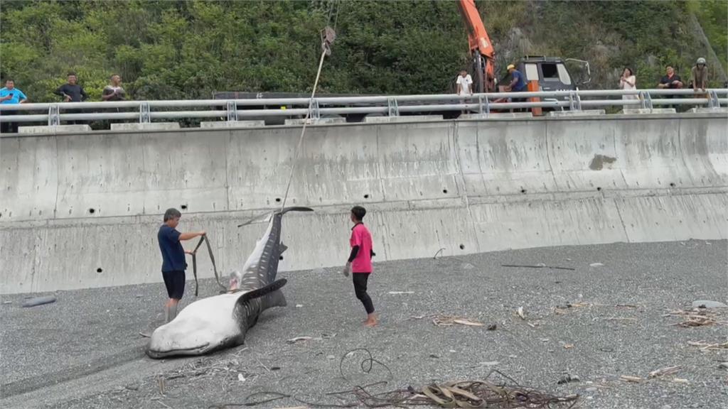 五米鯨鯊擱淺台東沙灘　保育員到場已明顯死亡