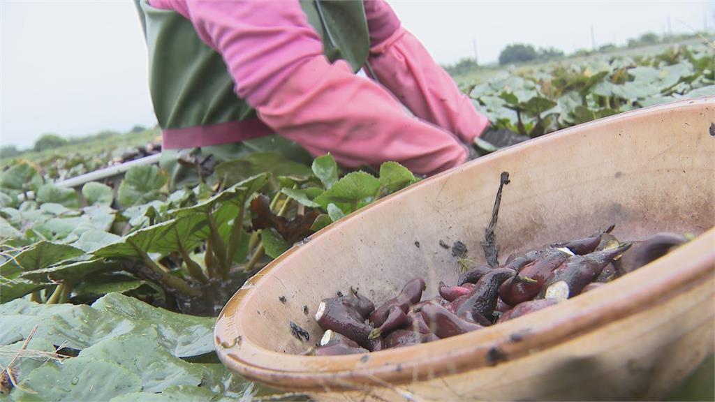 獨家/官田菱角殼變擴香石!農廢變「菱殼炭」 李政憲打造100種炭生活
