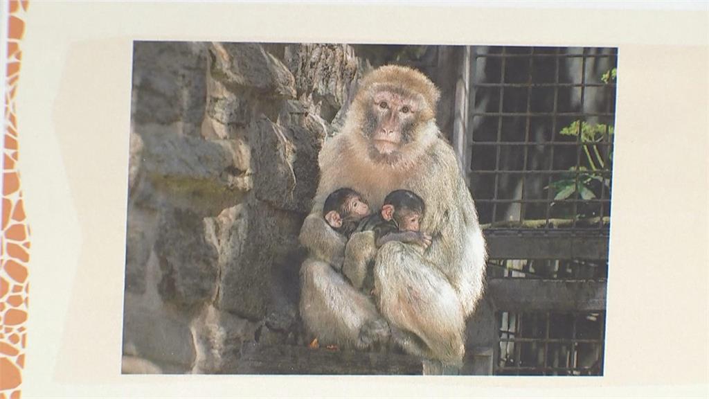 瀕危巴巴里獼猴喜獲雙胞胎! 德國動物園盼順利長大