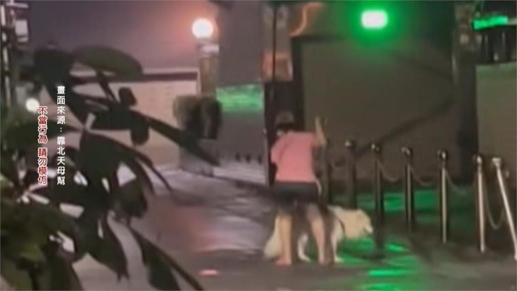 天母疑飼主虐狗! 女子遛狗到一半突拿「鍊繩抽打」