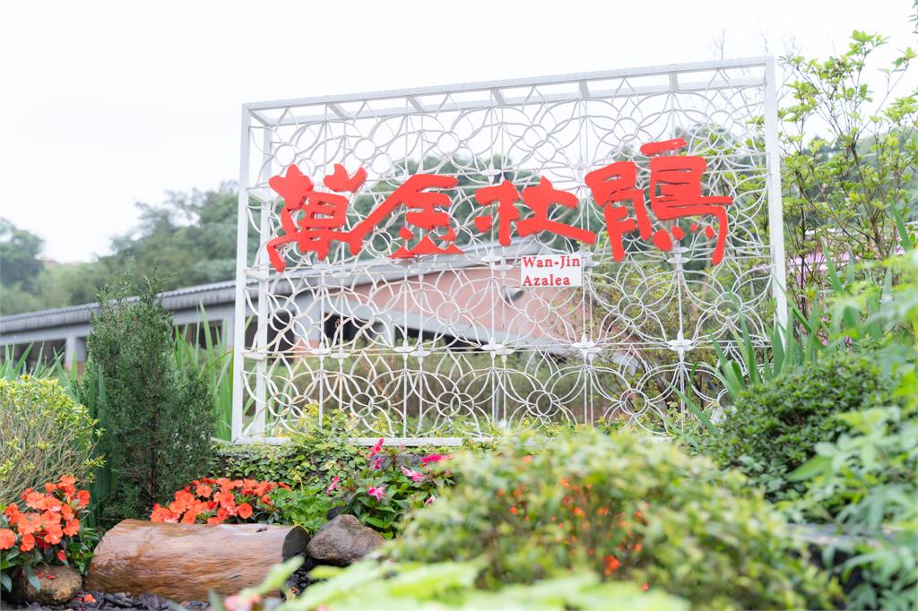 萬金杜鵑春季花展2/7登場 侯友宜邀「馬上出花」來賞花