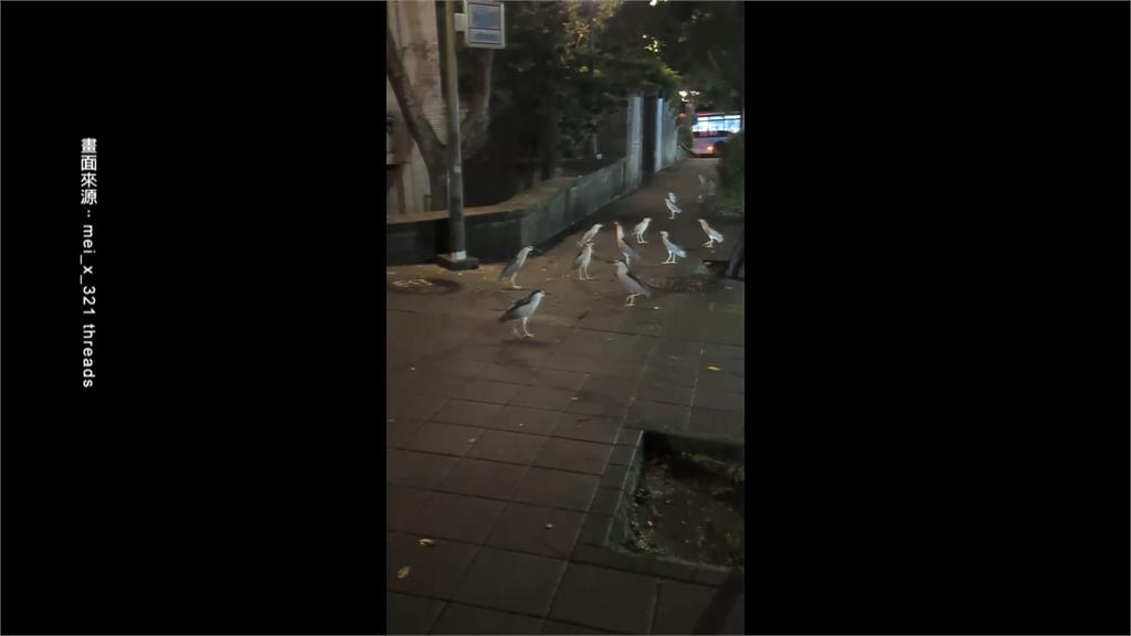 砍樹害的？南港「夜鷺集體出沒」　民視獨家直擊揭謎團