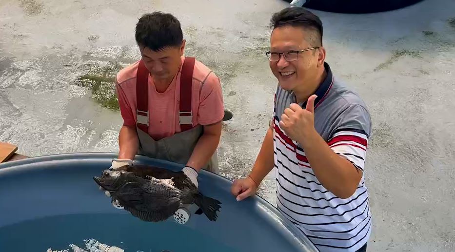 台東深層海水養殖技術　養出Q彈口感比目魚　