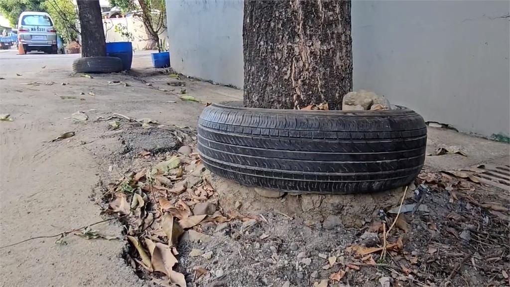 怎麼套的?台中有輪胎包圍2棵芒果樹 屋主親自解密