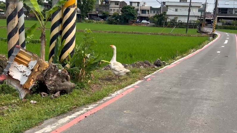 宜蘭「鵝霸」不給車過！　大鵝擋車與駕駛路中對峙