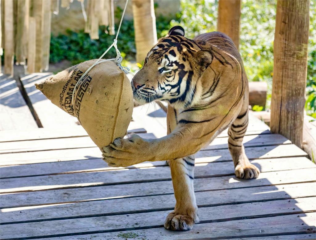 壽山動物園特製冰粽大餐 動物大啖模樣萌翻全場