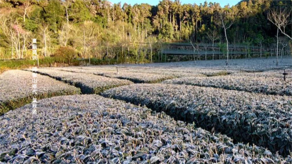 阿里山降霜茶園白了頭　無蟲害春茶質量更高