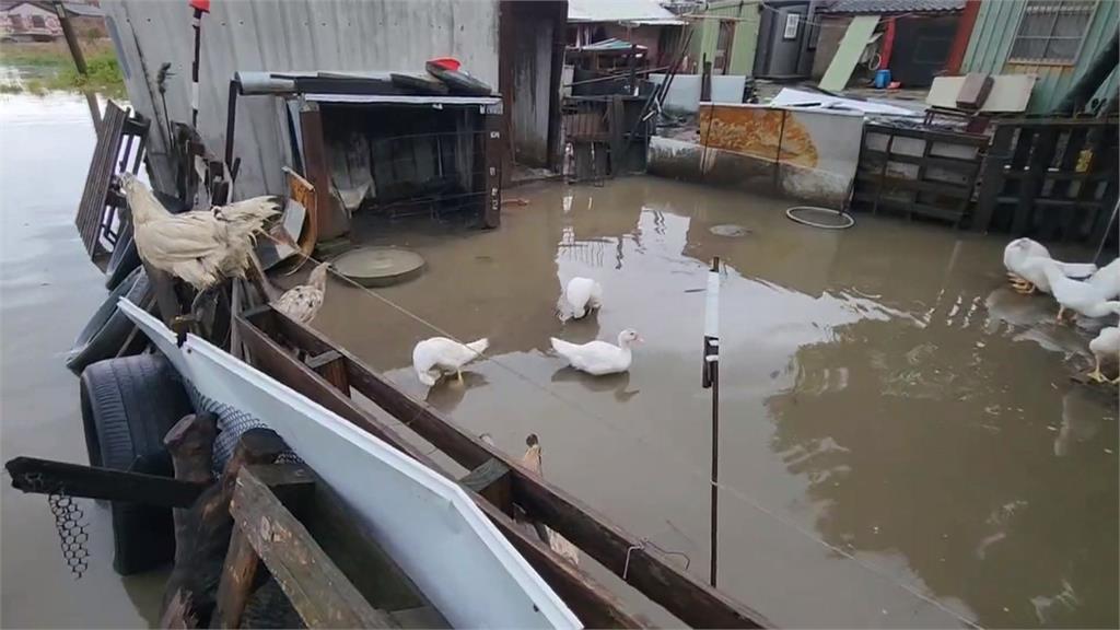 雨彈狂炸!水林鄉降雨24小時飆破400毫米 鴨子成「另類受災戶」