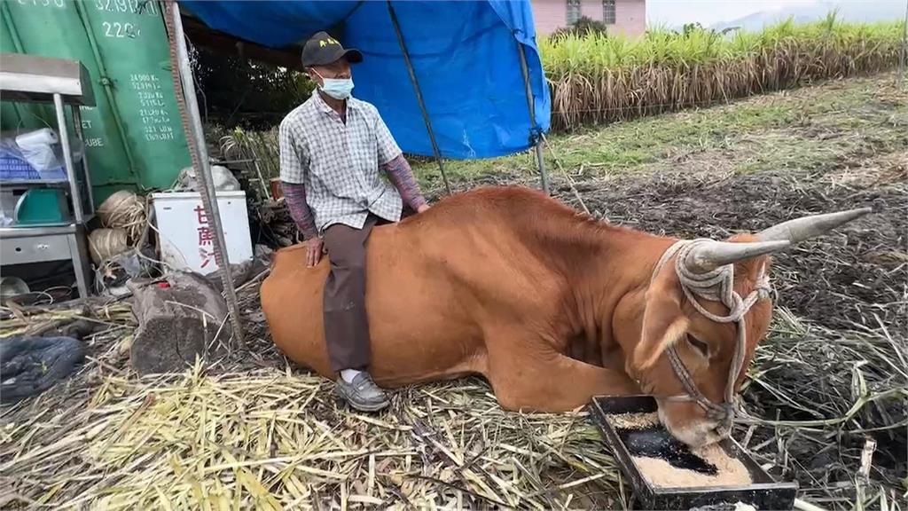 埔里男子悠閒騎黃牛逛大街 警方:妨礙交通可開罰