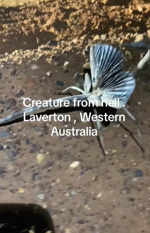澳洲「地獄怪蟲」真面目曝光！「尾部尖刺狂戳」網嚇喊：根本異形