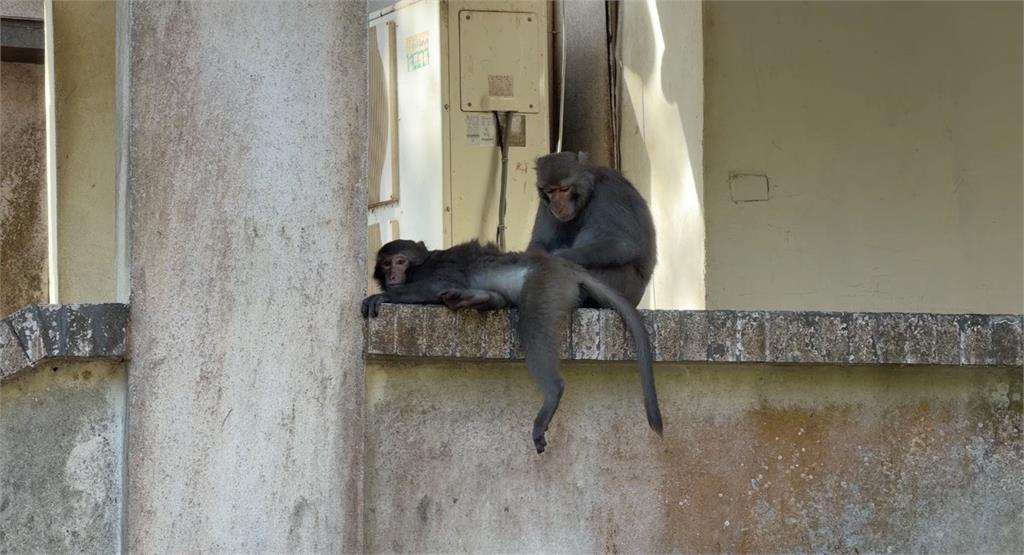 壽山台灣獼猴闖空門大鬧! 屋主持長棍威嚇竟反遭"巴頭"