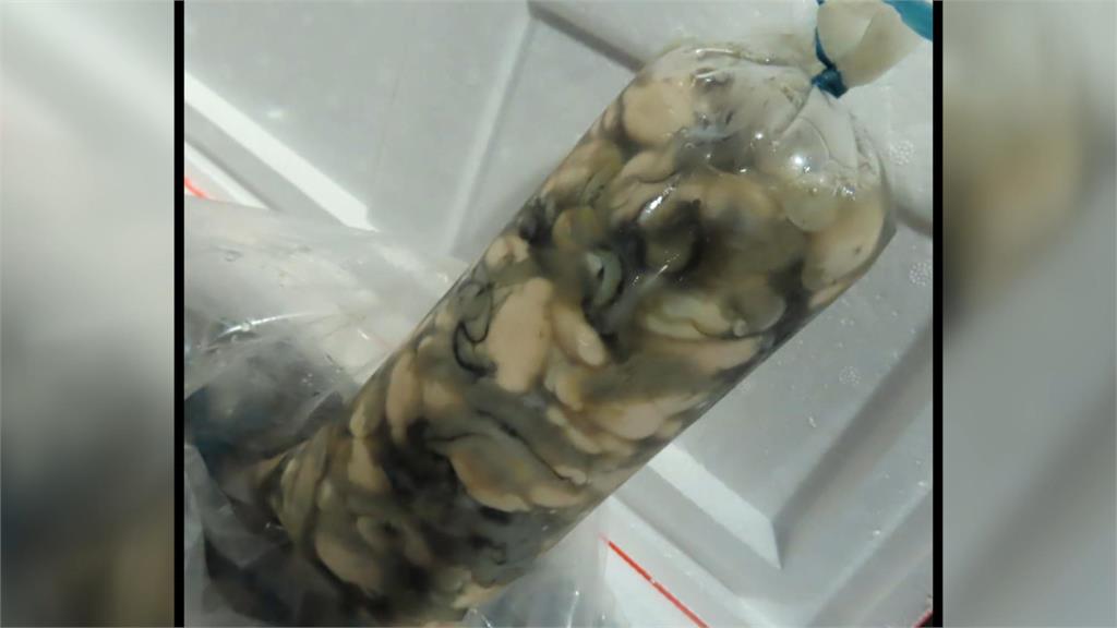 越南牡蠣屢驗出重金屬無機砷超標　立委籲食藥署把關