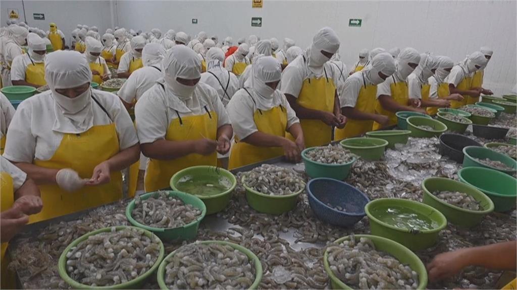 宏國斷交台灣3年好後悔！白蝦出口額「損失超過28億」議員不忍了