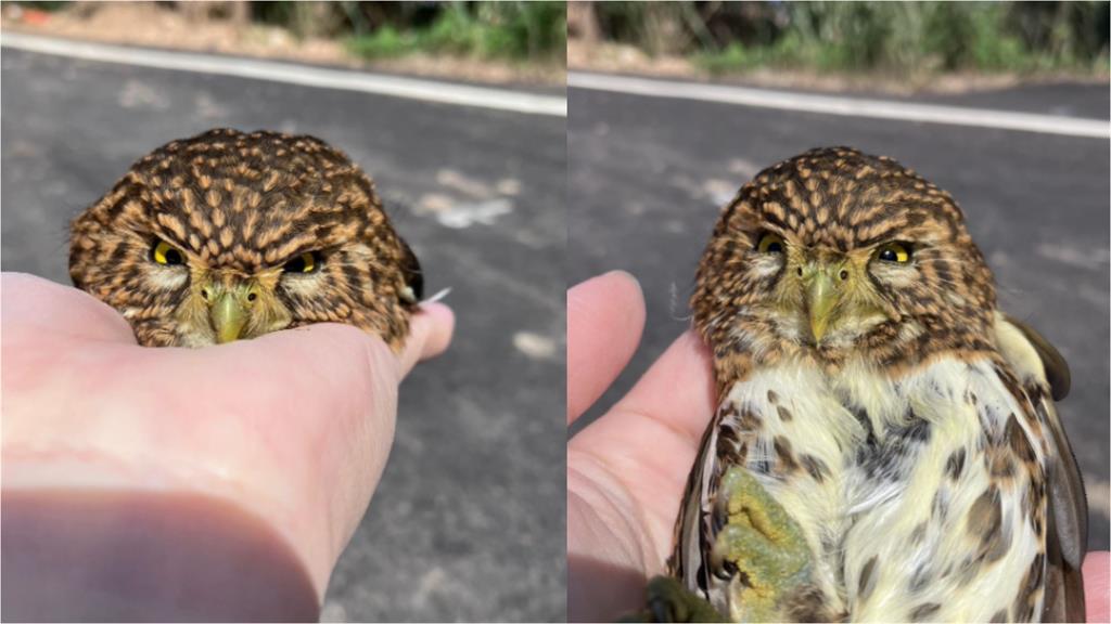車停路邊「憤怒鳥」車頂霸位!畫面流出「超萌一粒」私下真面目超凶猛