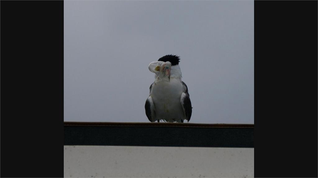 正值鳳頭燕鷗繁殖期 鳥友驚見遭塑膠盒卡嘴