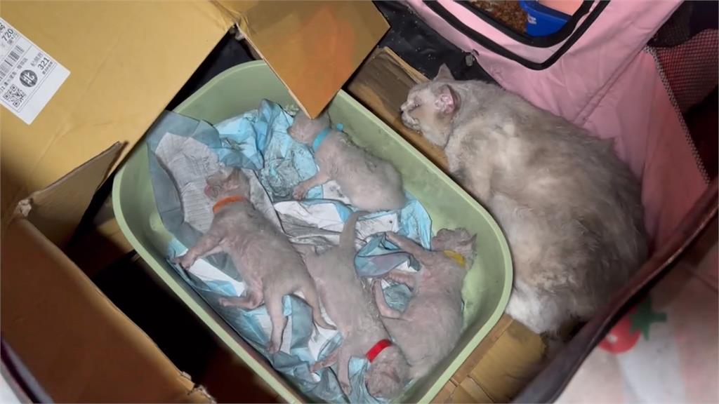 台中沙鹿住宅大火８人送醫　延燒隔壁棟！６人一度受困