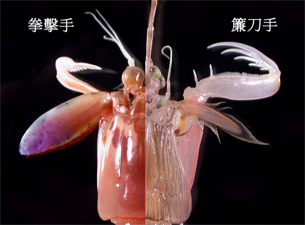 中國美食女網紅吃皮皮蝦遭「攻擊」!大哭畫面曝光陸網笑:互相傷害