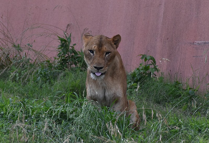 熱浪襲日奪命! 東京動物園3頭母獅疑中暑死亡