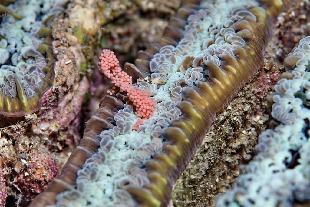 粉紅星空海底！墾丁珊瑚產卵大爆發「天女散花」線上直播時間曝