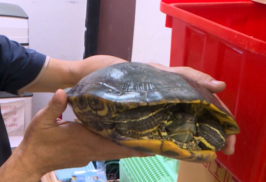 阿嬤養的浣熊「懂吃又挑食體重過胖」 被飼主寵壞了