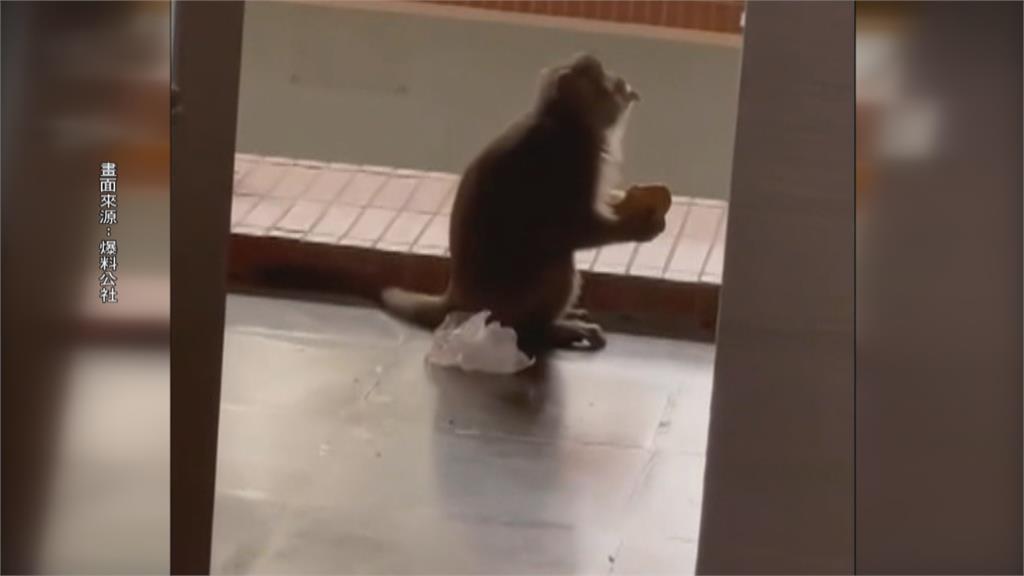 牠也想學微積分 獼猴出現中山大學教室內