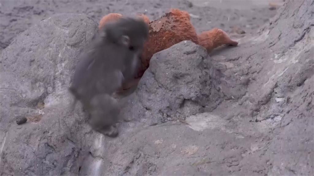 獼猴Panchi「把布偶當媽媽」爆紅！ 美網紅欲開價收購惹議