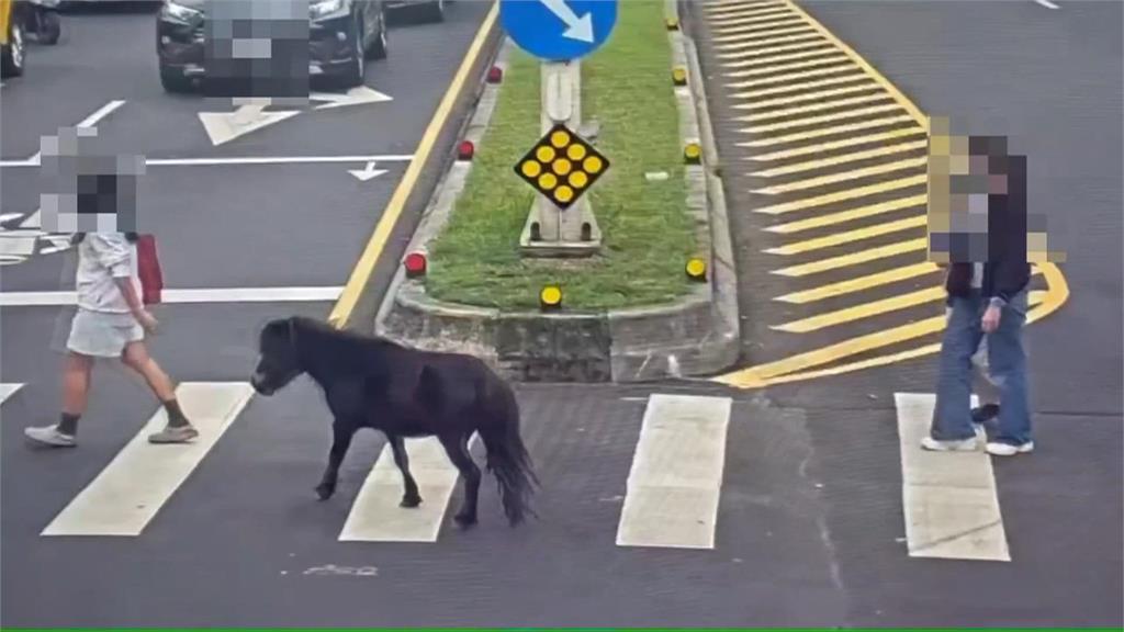 迷你馬逃家！亂竄北投市區　熱心民眾協助帶離　