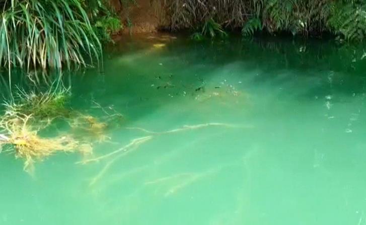日月潭總統魚「落下頦」　撞臉孟克「吶喊」名畫