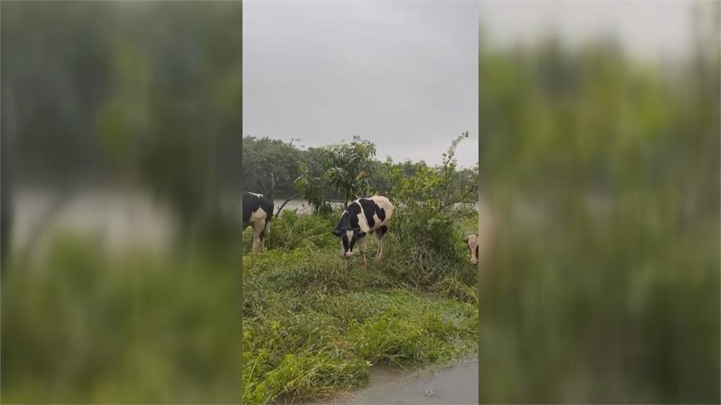 屏東豪雨動物受災！　鴨子集體逃家逛街、馬路當街能撈魚