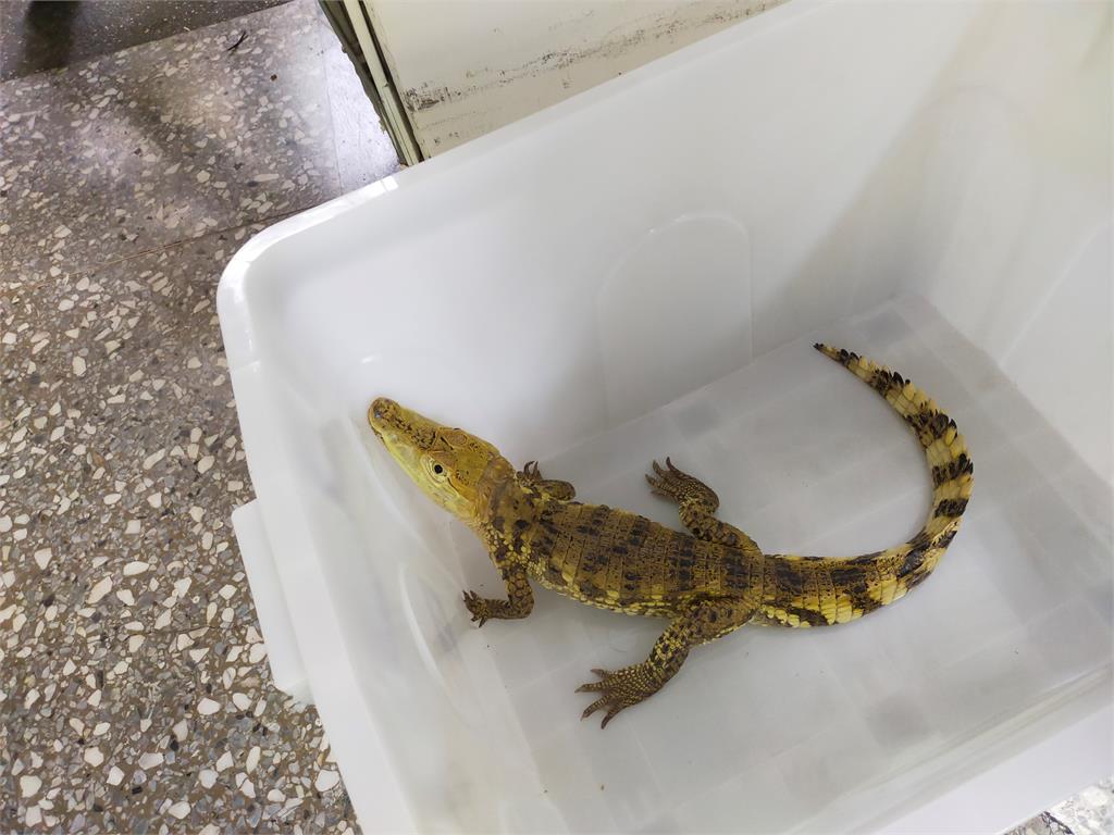 快新聞／數日前大雨竟讓1米長「鱷魚」現蹤三峽！　新北動保處將對飼主開罰