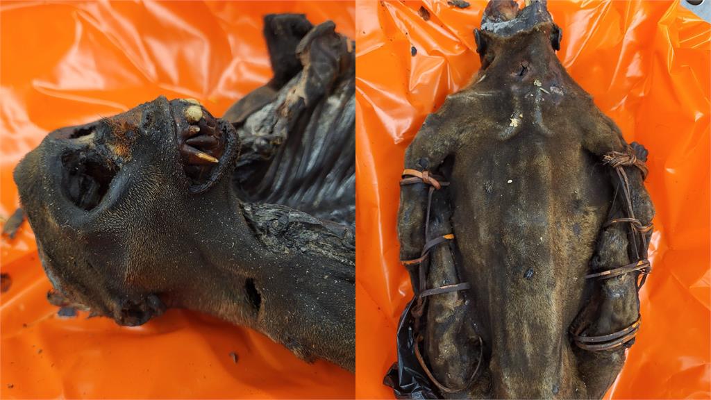 行李箱藏「木乃伊」偷帶入境遭逮！猙獰模樣吸200萬人朝聖…他竟辯：只是食材