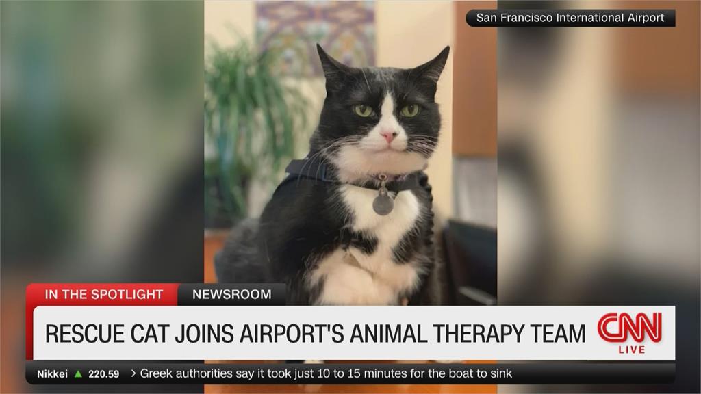 舊金山機場新成員　14歲貓站長加入「療癒小隊」