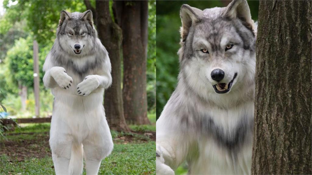 神秘傳說生物「狼人」現蹤日本？森林拍下雙腳站立身姿…無P圖模樣曝