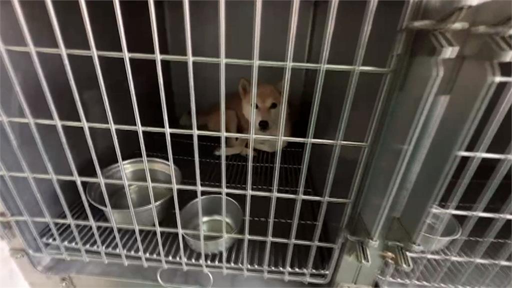 國際流浪動物日——「野保」與「動保」必然是零和賽局?