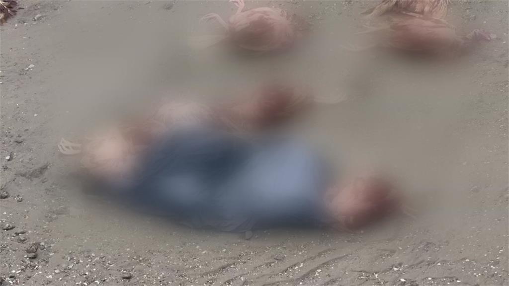 畫面怵目驚心!  後龍鎮大排驚見「百隻死雞」嚇壞民眾