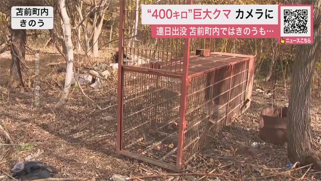 日本熊害已12死創新高！　政府研擬「讓警配步槍」支援獵熊