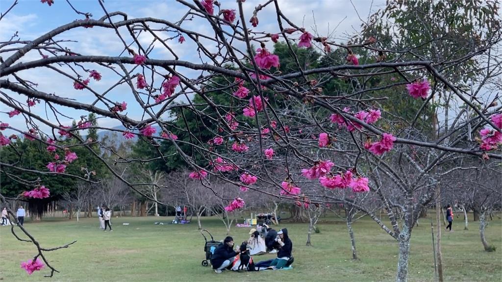 賞櫻免到深山！暨南大學櫻花季登場　上千顆櫻花接力綻放