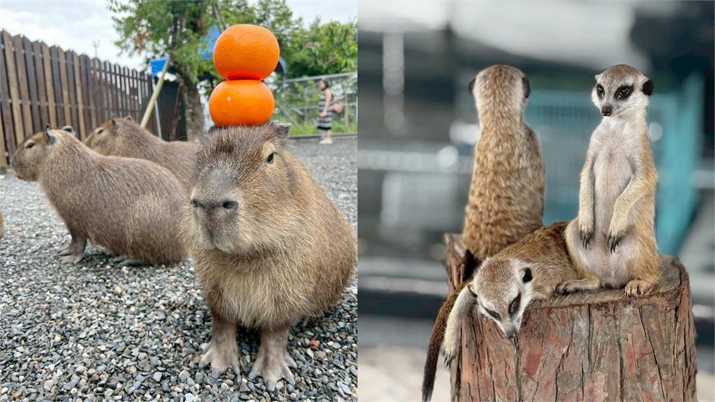 兒涉「空拍機投毒同業」遭起訴！張美阿嬤「切割聲明曝光」再爆：是巨嬰