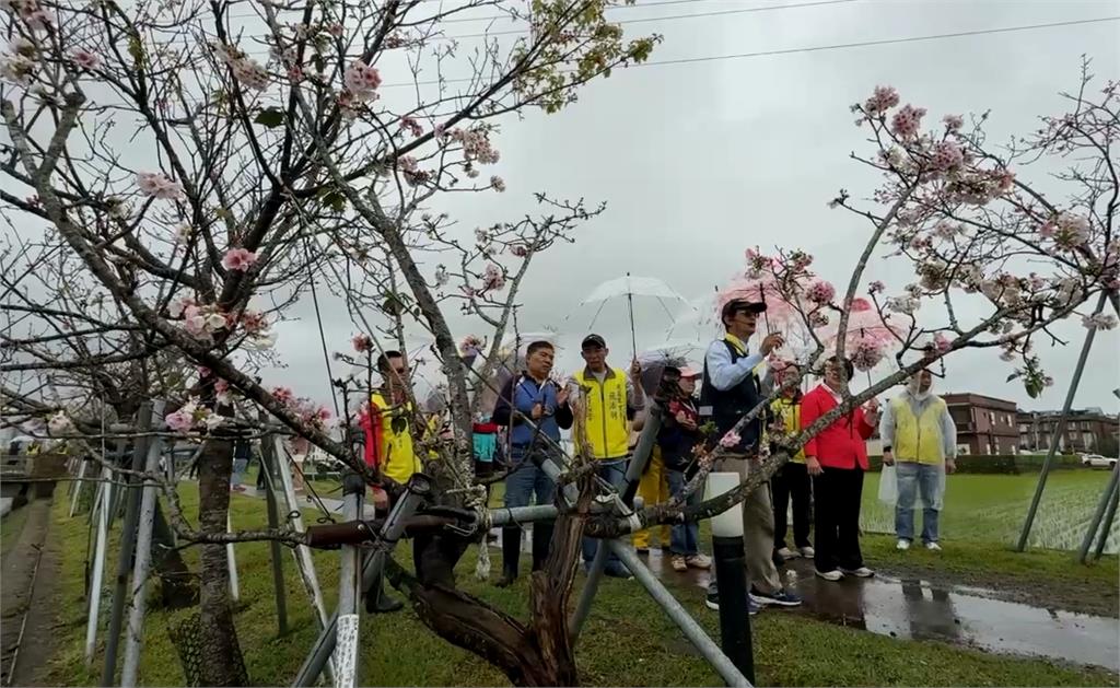 不必登高!宜蘭最美平地櫻花炸開 漫步櫻花樹下感受浪漫氛圍
