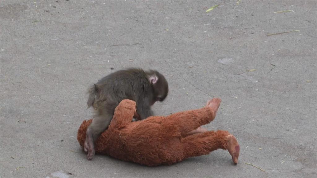 日本小獼猴Panchi交女友？　爆紅同時成詐騙集團目標